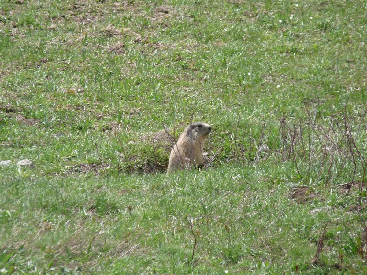 Les Marmottes D Estenc Екстериор снимка